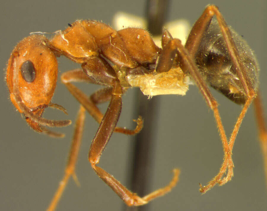 Image of Formica oreas comptula Wheeler 1913