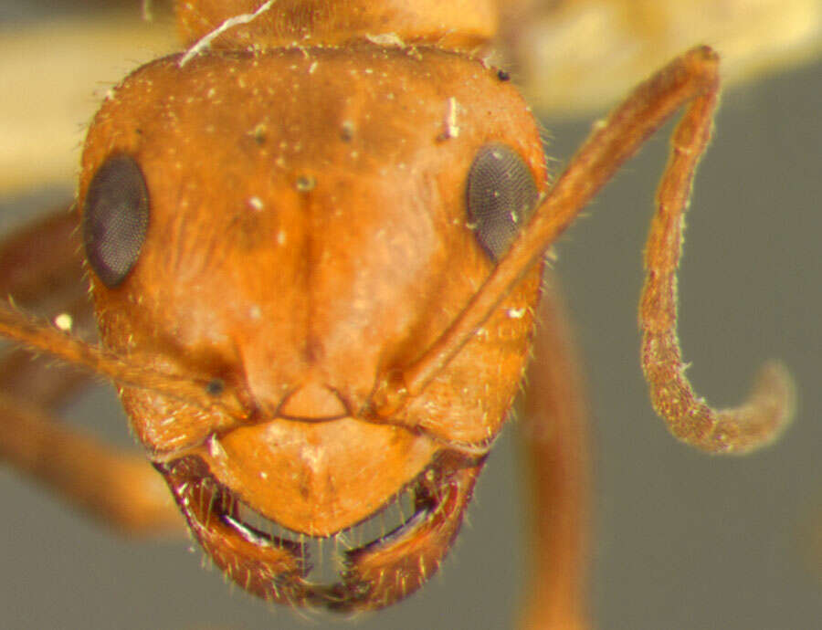 Image of Formica oreas comptula Wheeler 1913