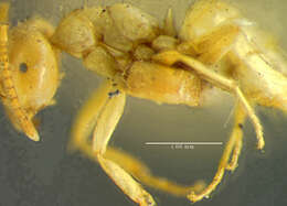 Image of Lasius humilis Wheeler 1917