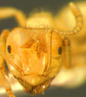 Plancia ëd <i>Lasius coloradensis</i>