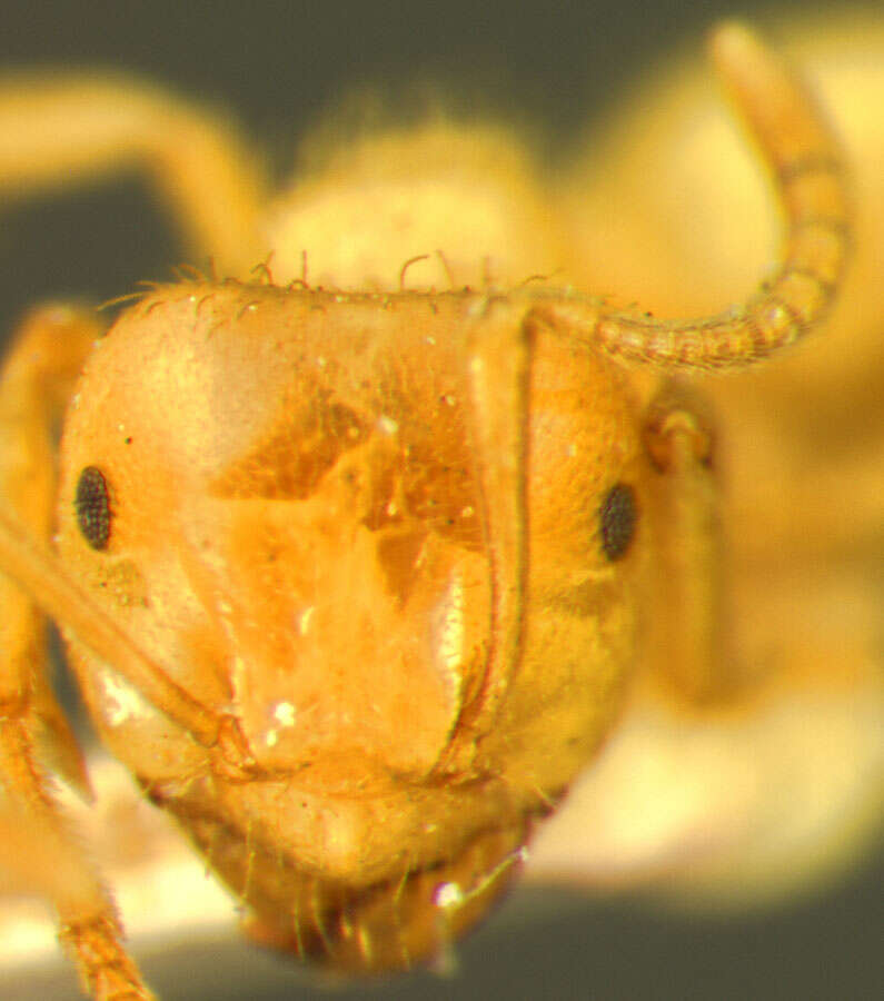 Plancia ëd <i>Lasius coloradensis</i>