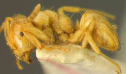 Plancia ëd <i>Lasius coloradensis</i>