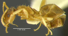 Image of Lasius sitiens Wilson 1955