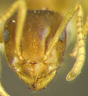 Image of Lasius sitiens Wilson 1955