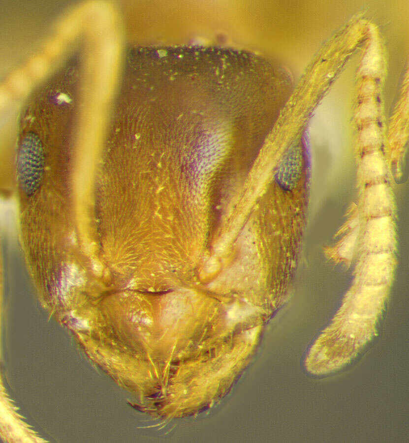 Image of Lasius sitiens Wilson 1955