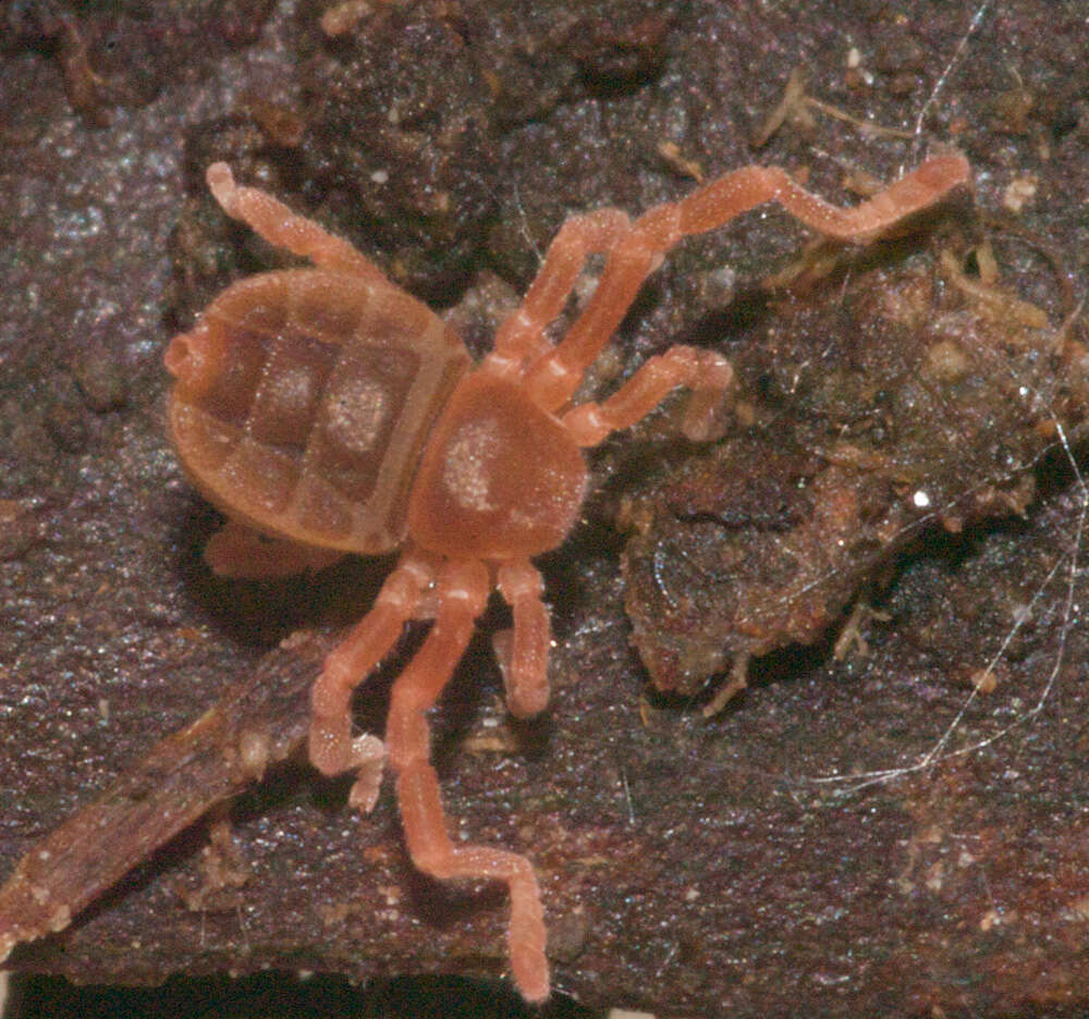 Image of Cryptocellus peckorum Platnick & Shadab 1977