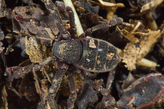 Image of Ricinoides olounoua Legg 1978