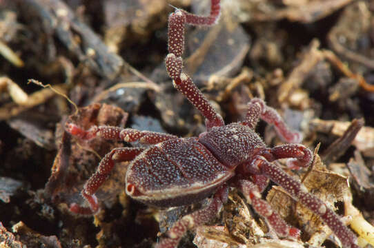 Image of Ricinoides olounoua Legg 1978