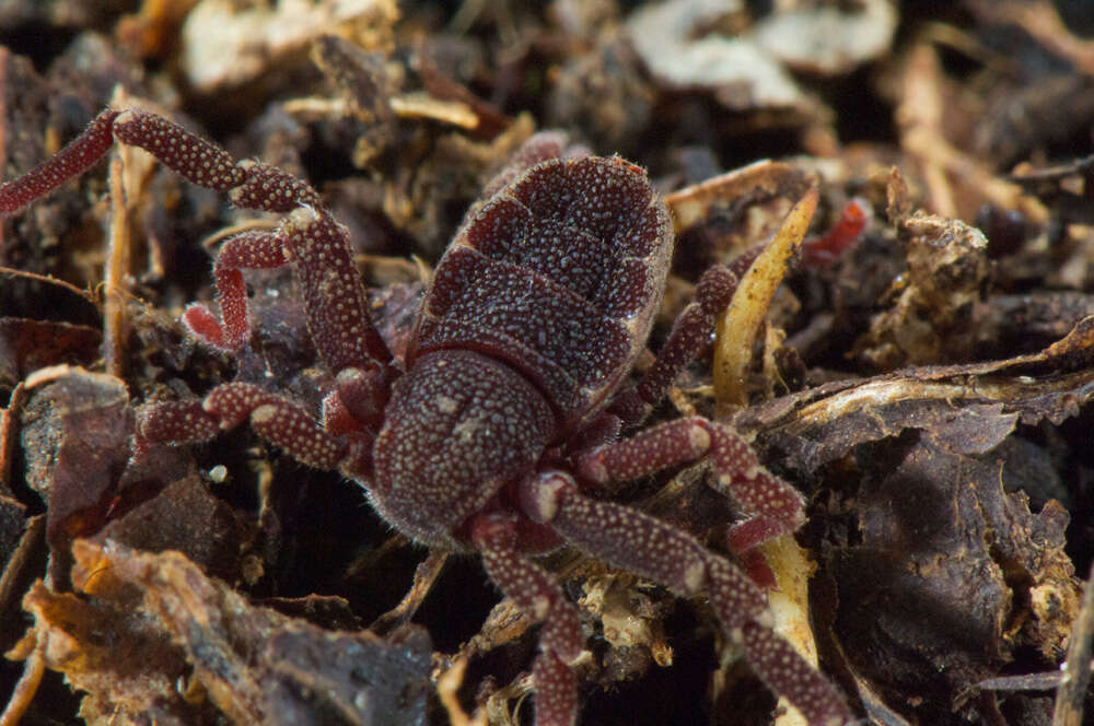 Image of Ricinoides olounoua Legg 1978