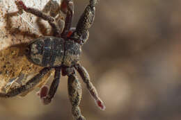 Image of Ricinoides olounoua Legg 1978