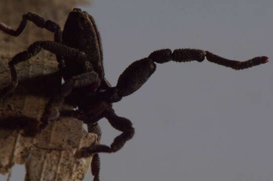 Image of Ricinoides olounoua Legg 1978