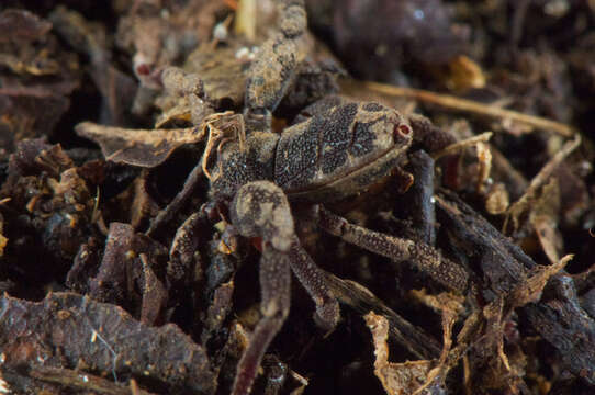 Image of Ricinoides olounoua Legg 1978