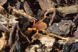 Image of Ricinoides olounoua Legg 1978