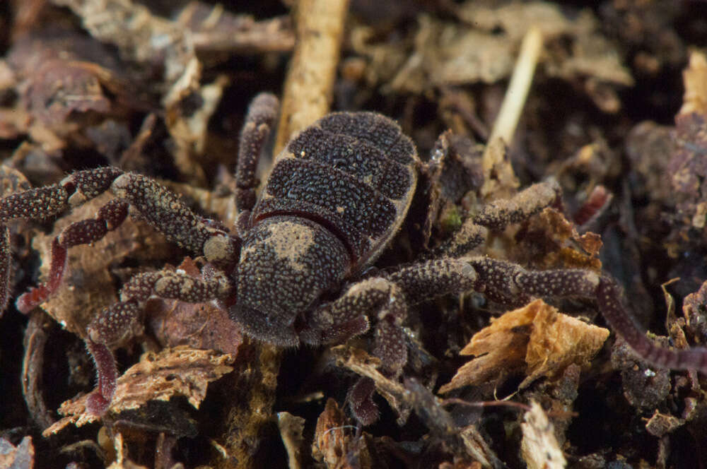 Image of Ricinoides olounoua Legg 1978