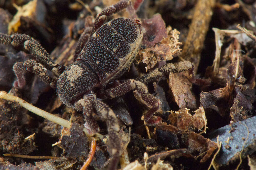 Image of Ricinoides olounoua Legg 1978