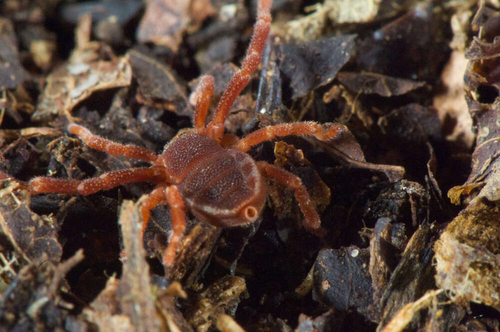 Image of Ricinoides olounoua Legg 1978