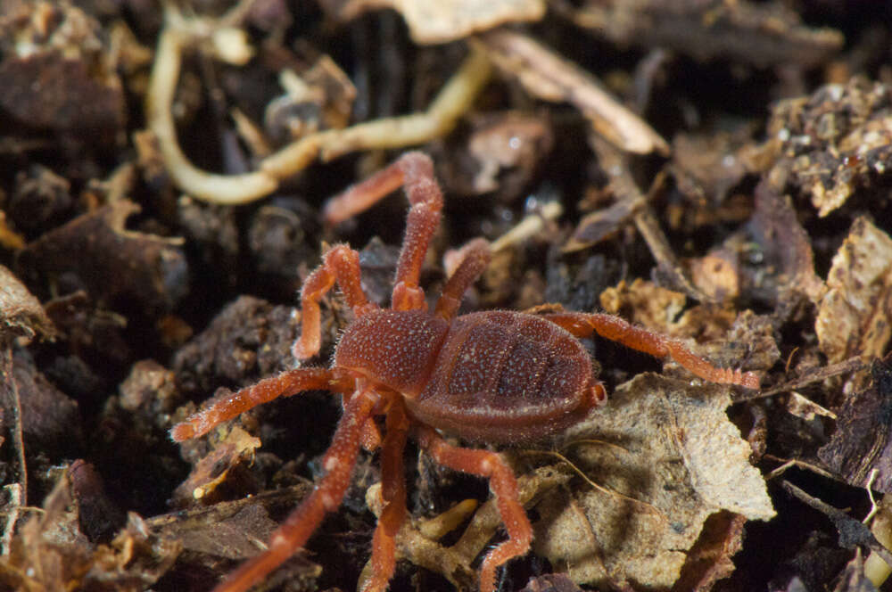 Image of Ricinoides olounoua Legg 1978