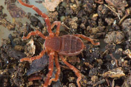 Image of Ricinoides olounoua Legg 1978