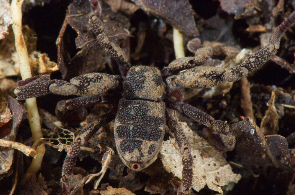 Image of Ricinoides olounoua Legg 1978