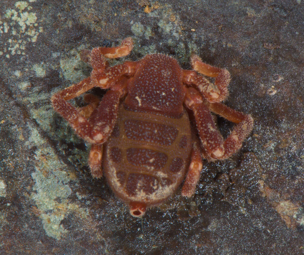 Image of Ricinoides olounoua Legg 1978