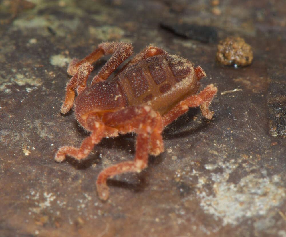 Image of Ricinoides olounoua Legg 1978