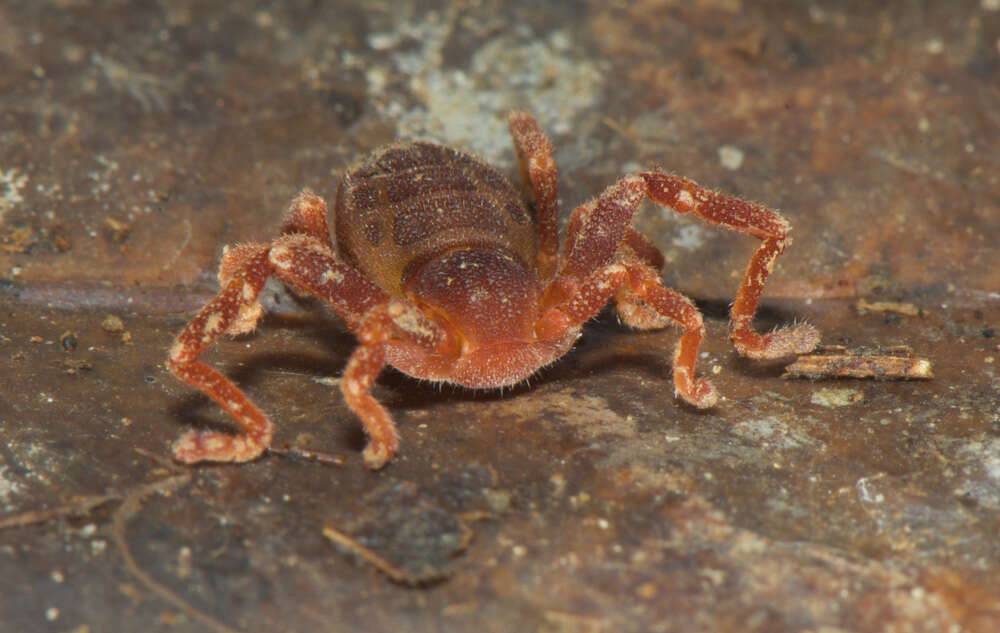 Image of Ricinoides olounoua Legg 1978