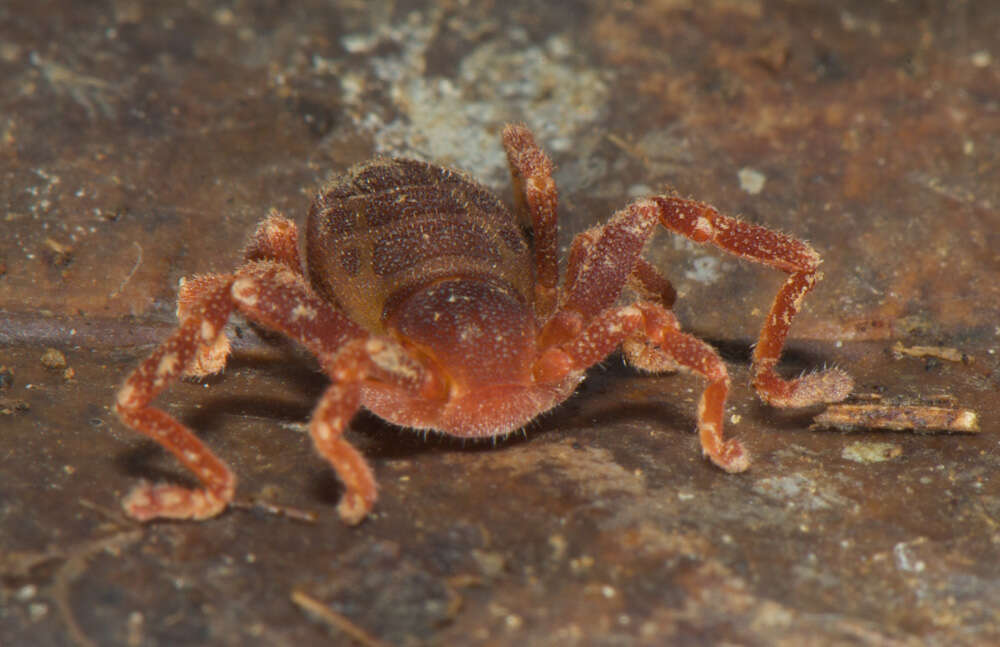 Image of Ricinoides olounoua Legg 1978