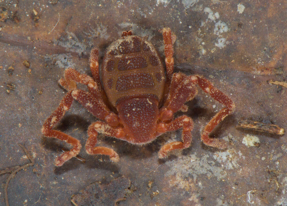 Image of Ricinoides olounoua Legg 1978