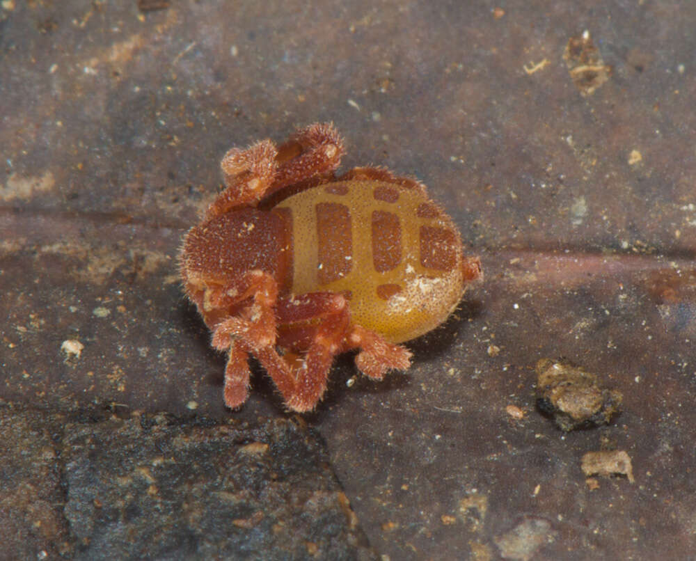 Image of Ricinoides olounoua Legg 1978