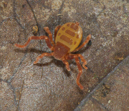 Image of Ricinoides olounoua Legg 1978