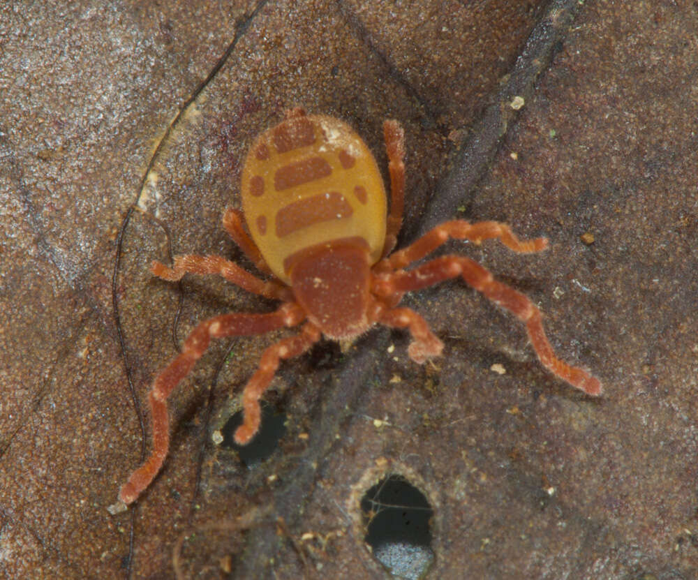 Image of Ricinoides olounoua Legg 1978