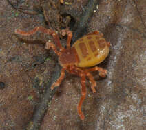 Image of Ricinoides olounoua Legg 1978