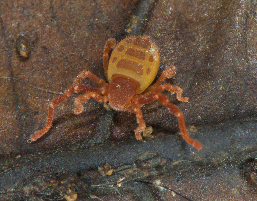 Image of Ricinoides olounoua Legg 1978