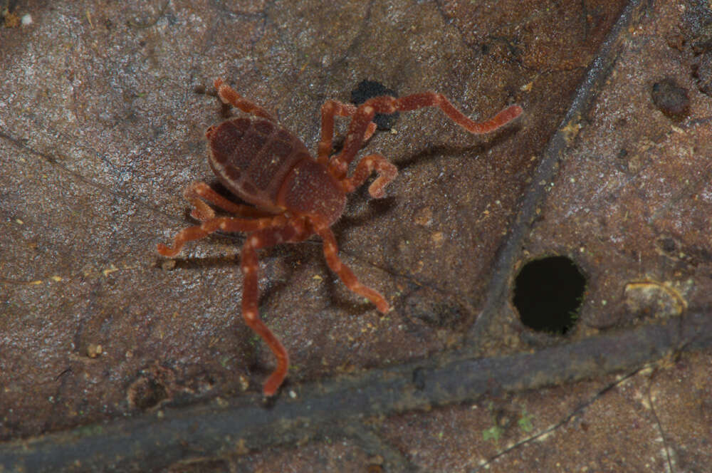 Image of Ricinoides olounoua Legg 1978