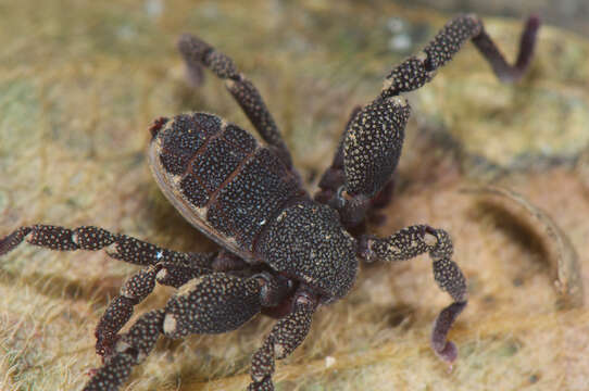 Image of Ricinoides olounoua Legg 1978