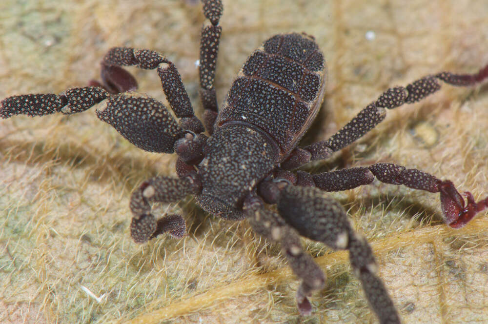 Image of Ricinoides olounoua Legg 1978