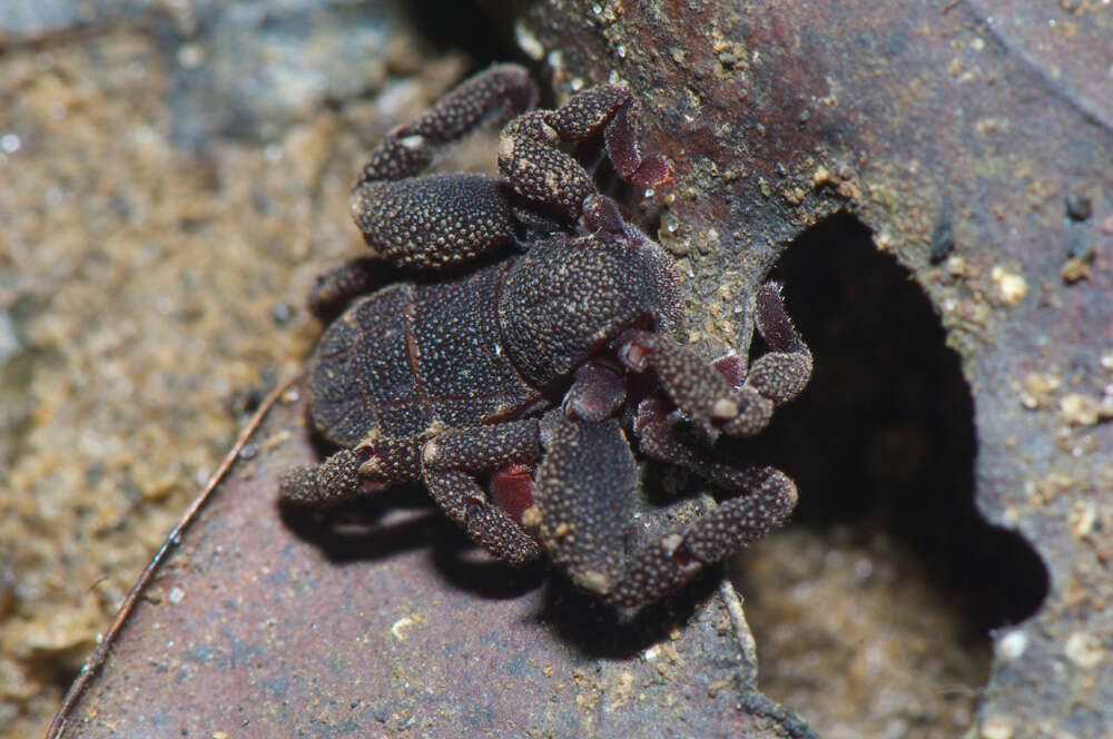 Image of Ricinoides olounoua Legg 1978