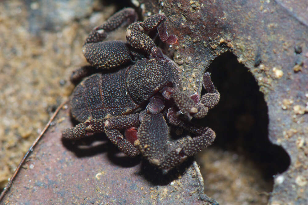 Image of Ricinoides olounoua Legg 1978