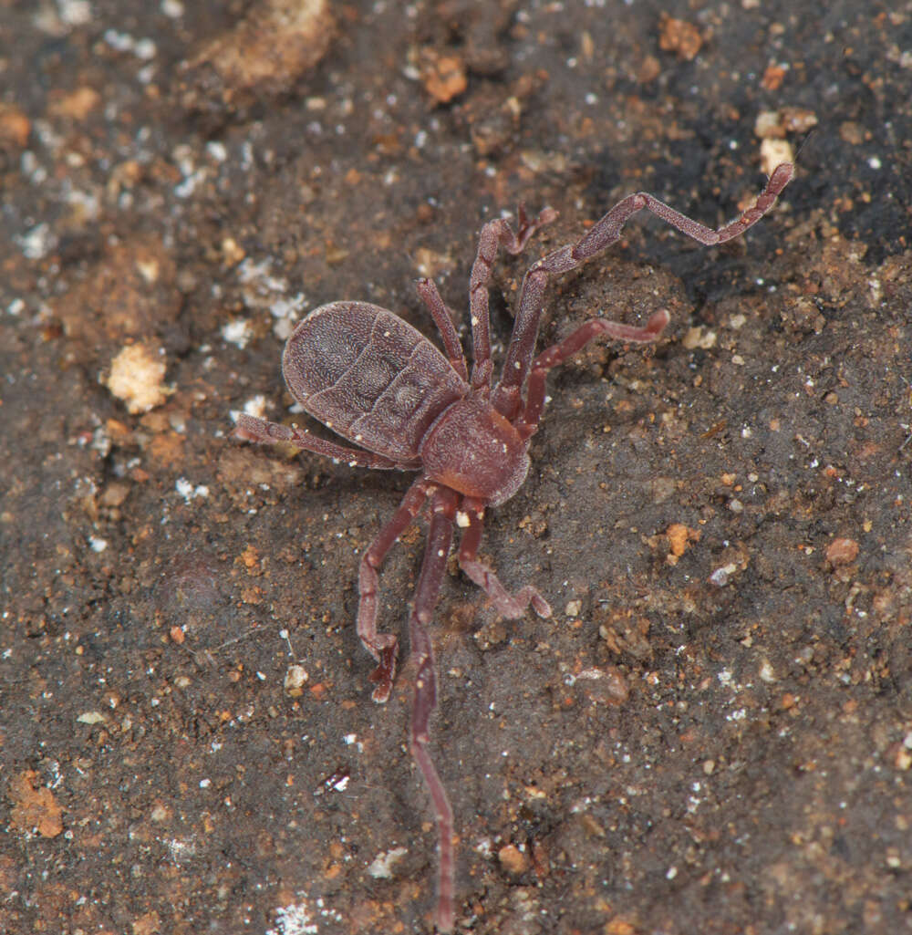 Image of Pseudocellus pearsei (Chamberlin & Ivie 1938)