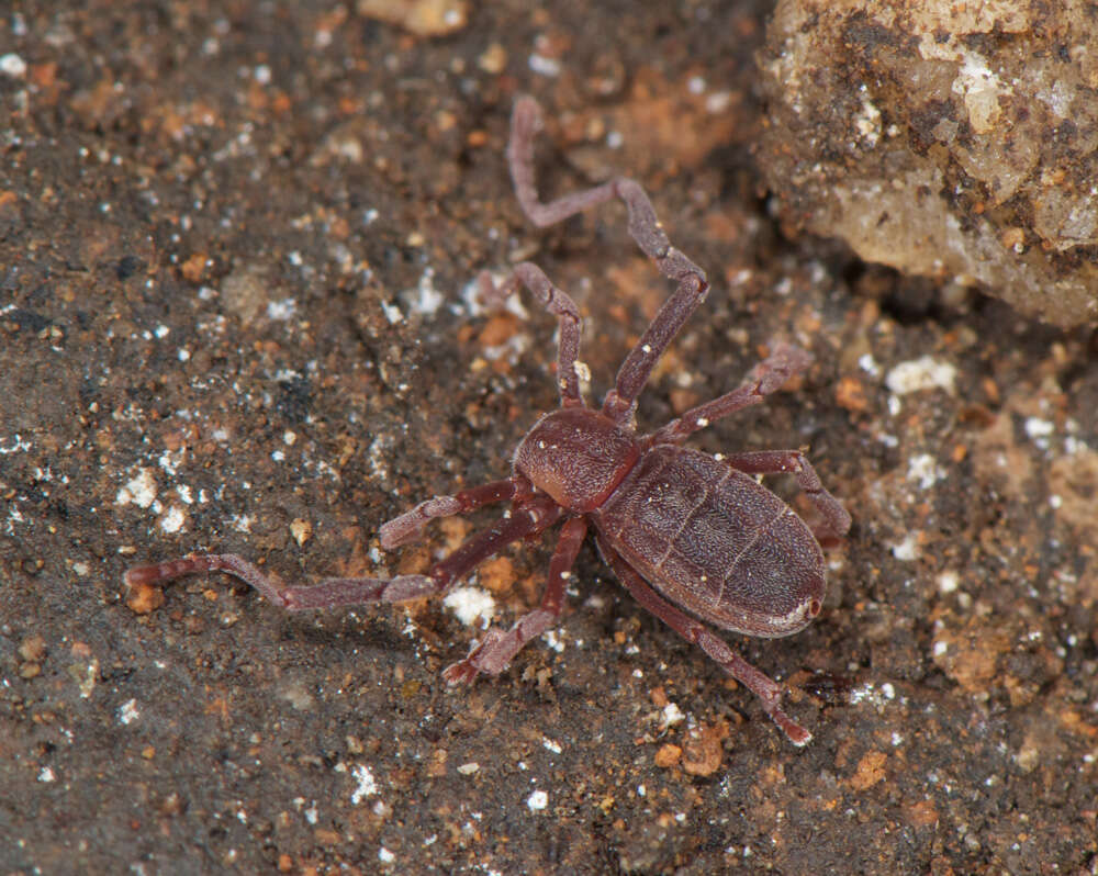 Image of Pseudocellus pearsei (Chamberlin & Ivie 1938)