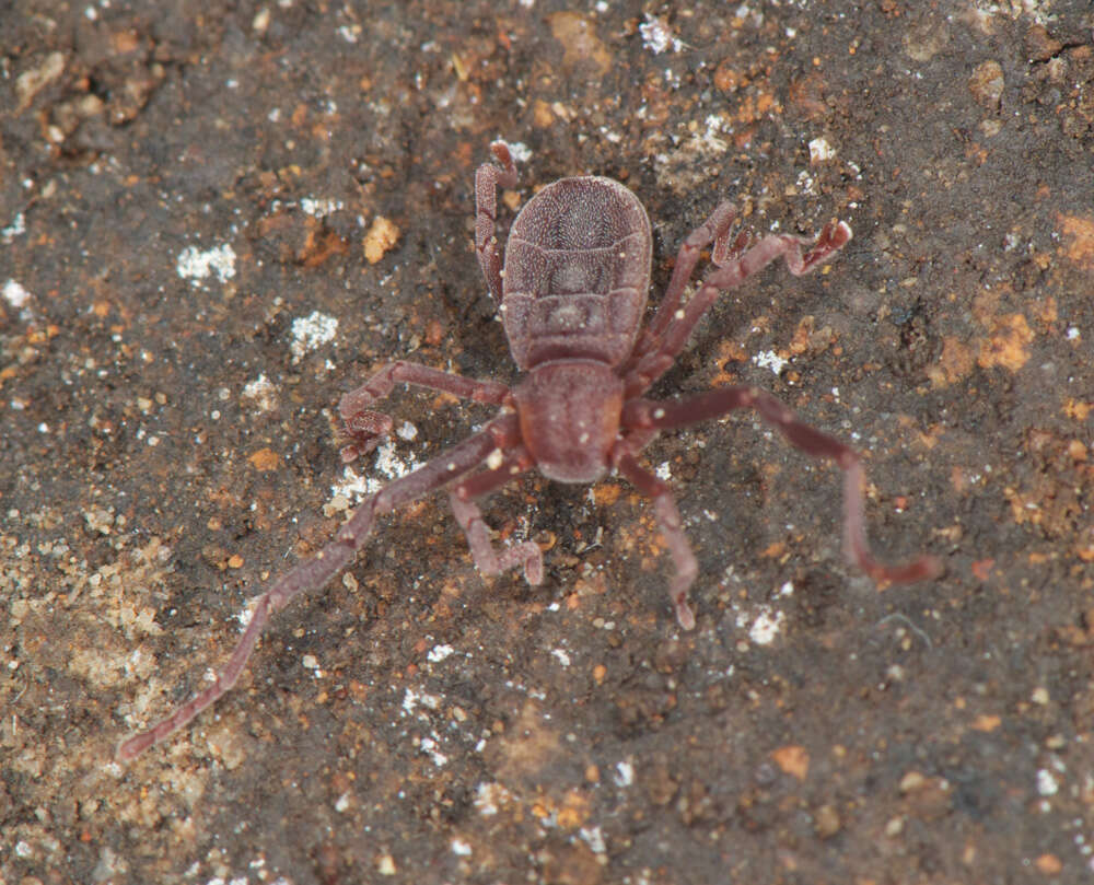 Image of Pseudocellus pearsei (Chamberlin & Ivie 1938)