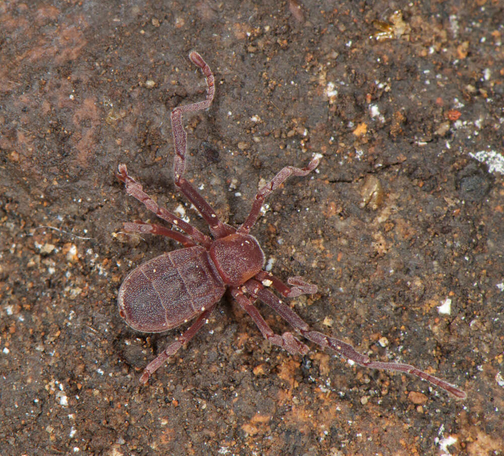 Image of Pseudocellus pearsei (Chamberlin & Ivie 1938)