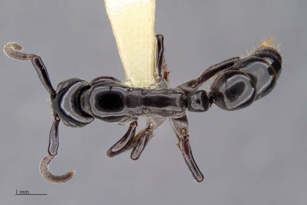 Image of Panther Ants