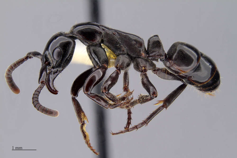 Image of Panther Ants