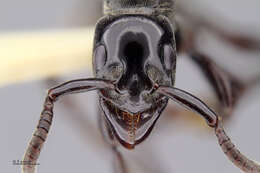 Image of Panther Ants