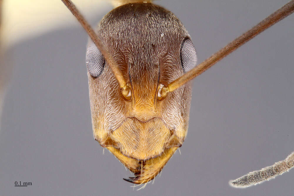 Plancia ëd Camponotus