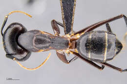 Plancia ëd Camponotus