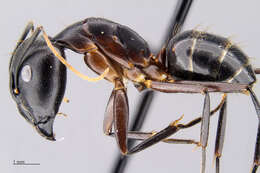 Plancia ëd Camponotus