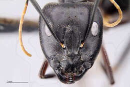 Plancia ëd Camponotus