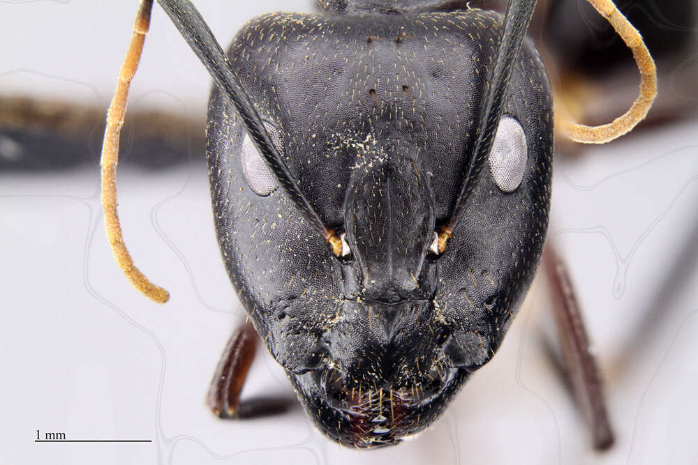 Plancia ëd Camponotus